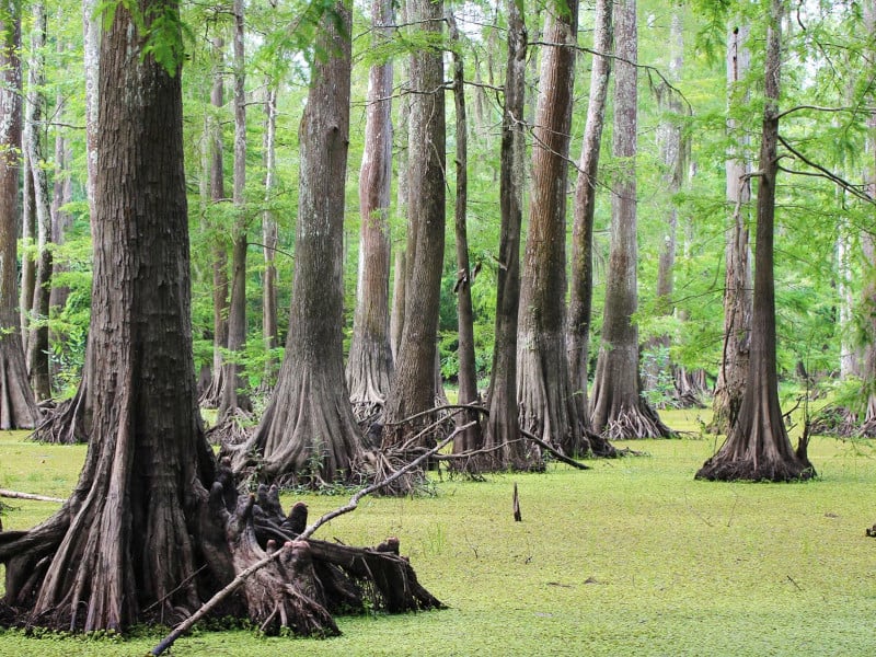 Big Thicket National Preserve