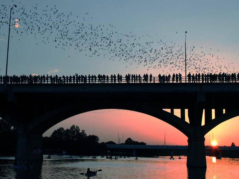 Bridge Bats