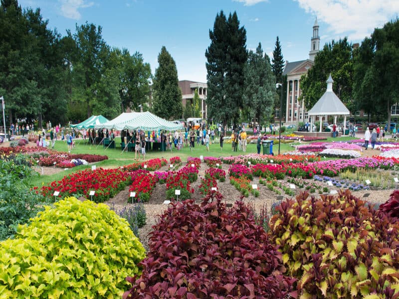 CSU Annual Flower Trial Gardens