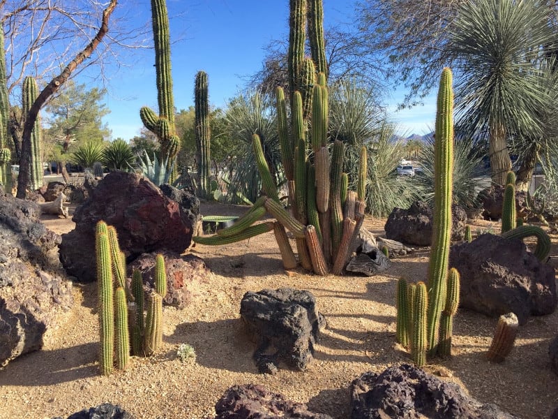 Ethel M Chocolates Factory & Cactus Garden