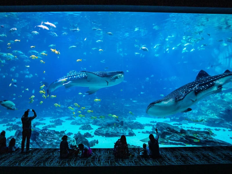 Georgia Aquarium