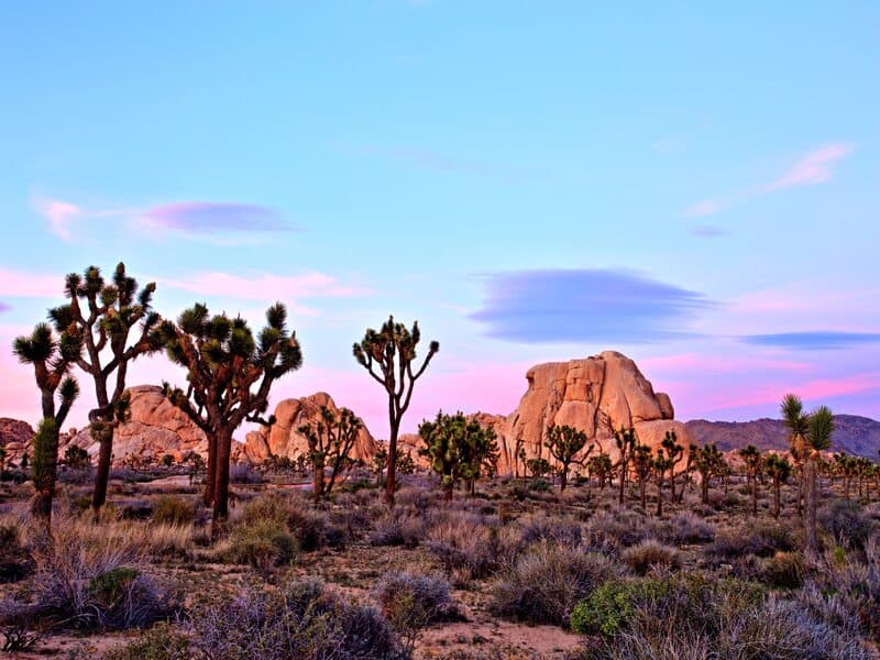 Mojave National Preserve