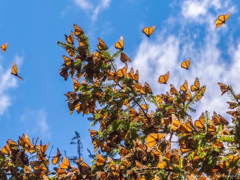 Monarch Butterfly Grove