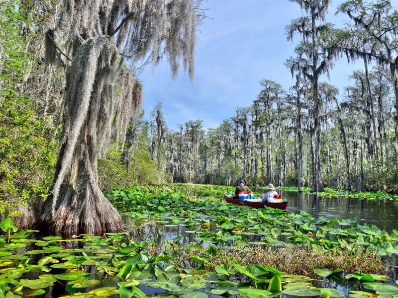 Okefenokee Swamp