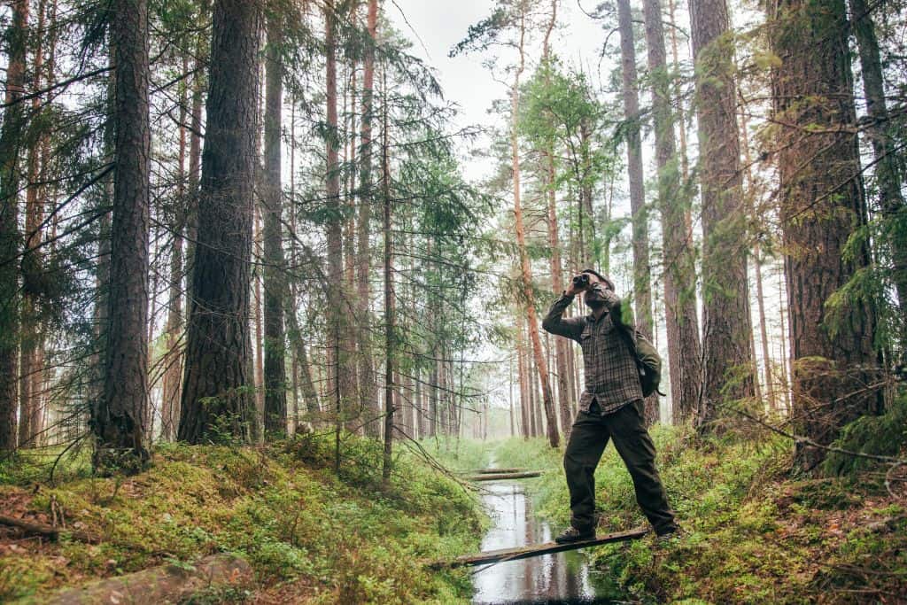 Persona observando pájaros en un bosque de Estados Unidos