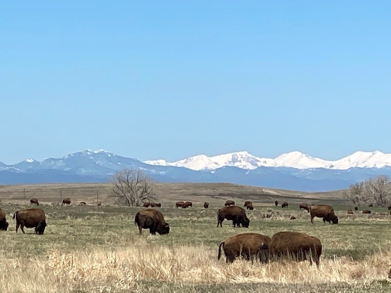 Rocky Mountain Arsenal National Wildlife Refuge