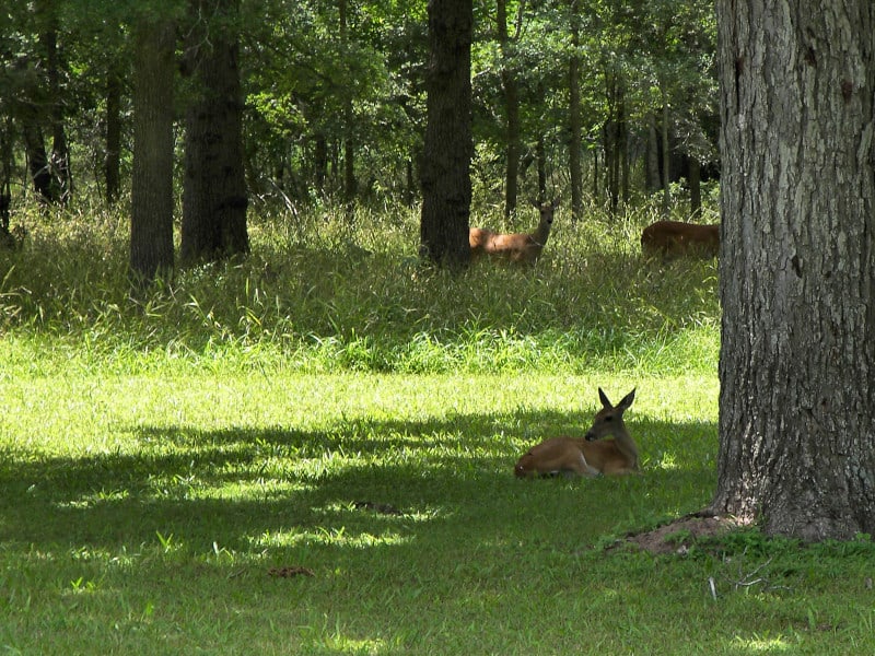 Stephen F. Austin State Park