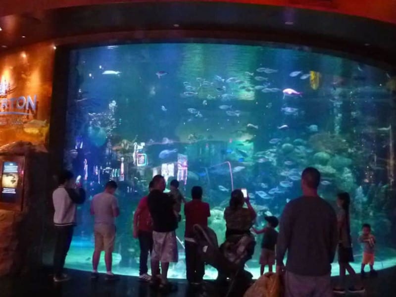 The Aquarium at Silverton Casino